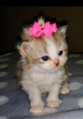 ragamuffin kitten for sale