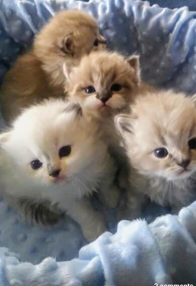 ragamuffin kittens for adoption