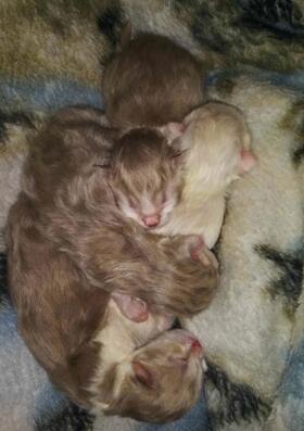 ragamuffin kittens